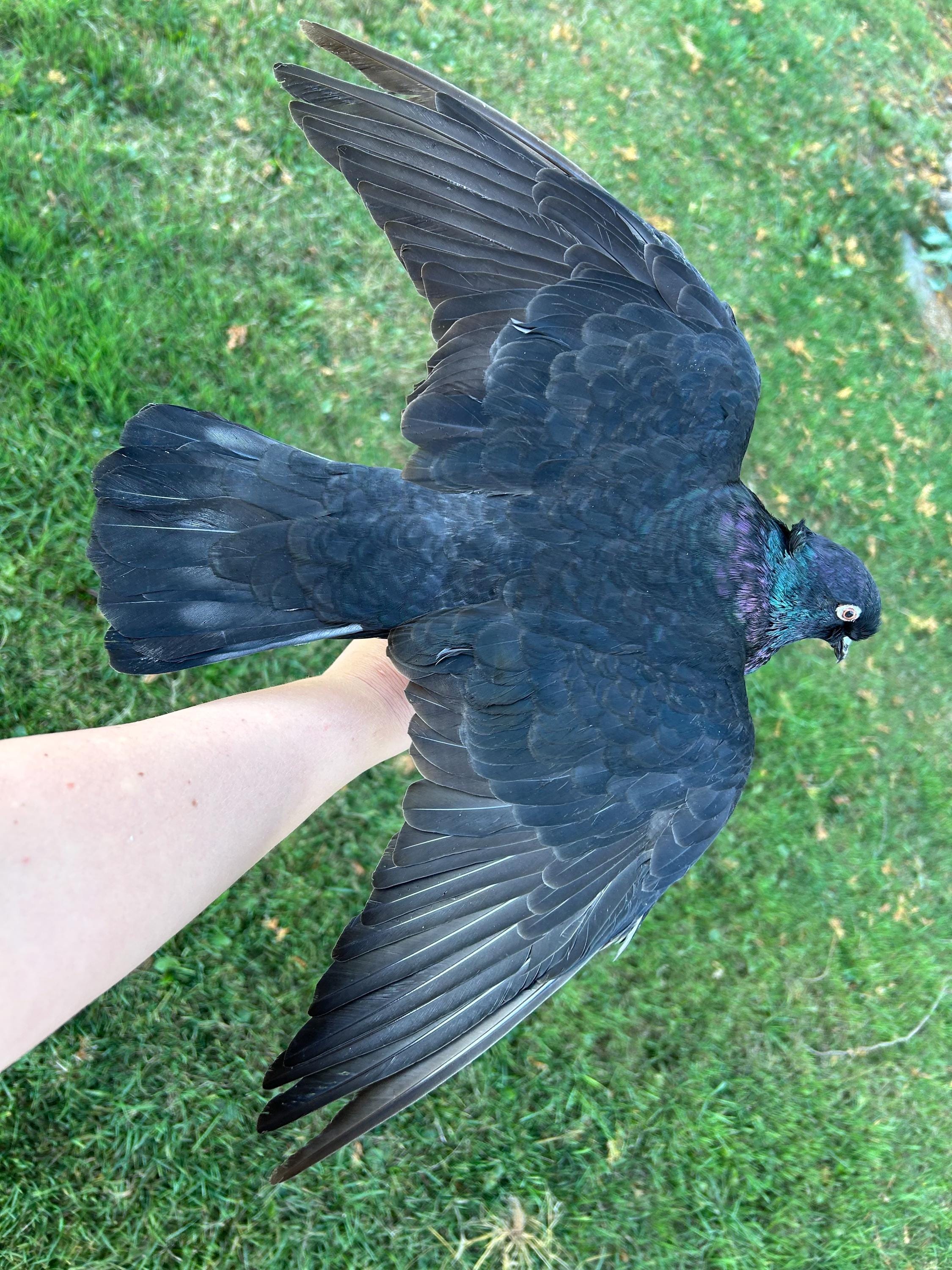 Pigeon Peas Black New Zealand