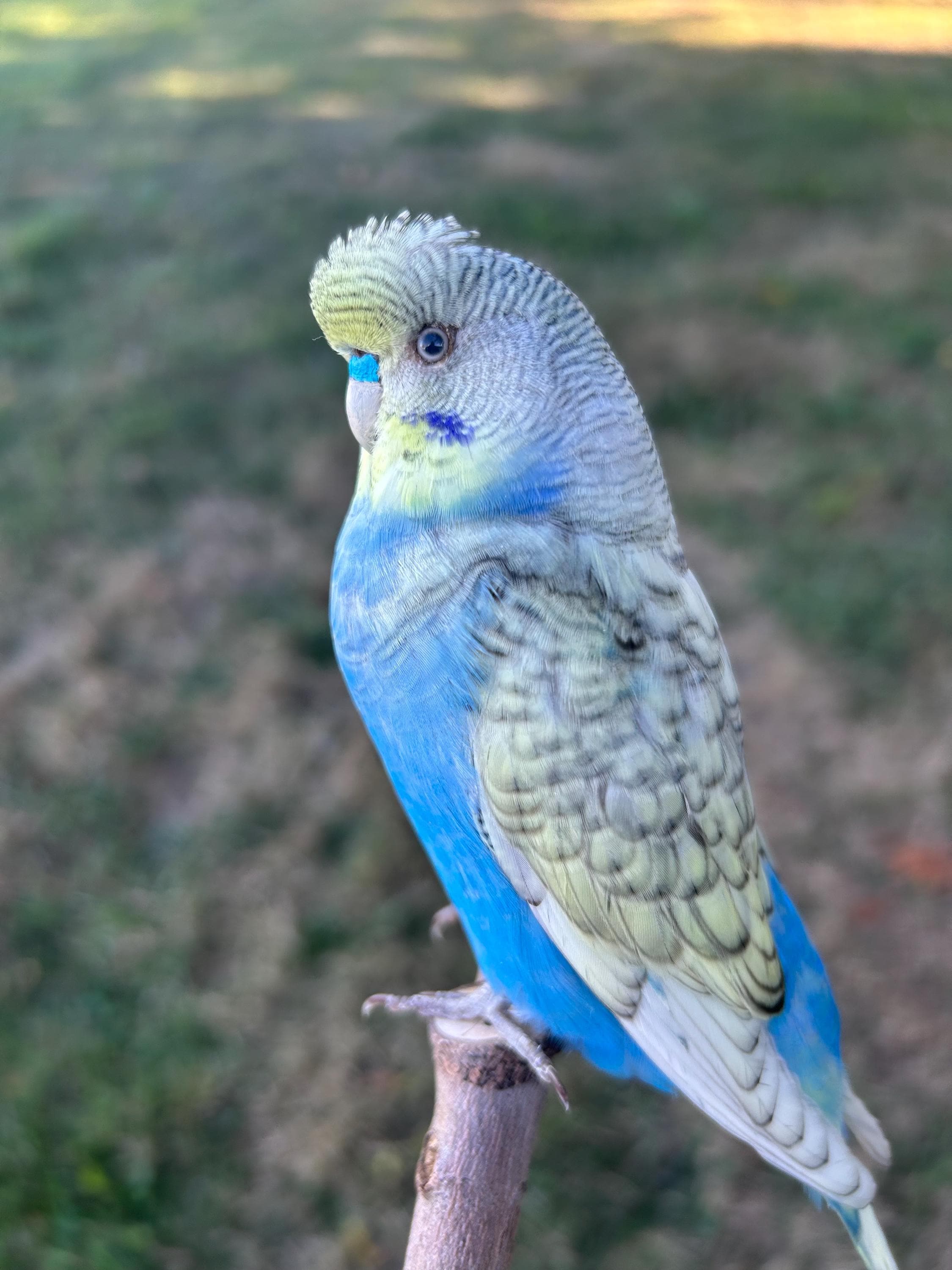 ✢ちょっと大きい立てて飾れるインコさん✢ 黒い木製のスタンドに取り付けられた剥製の虹色のセキセイインコ