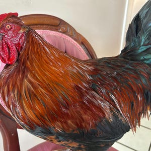 Taxidermy standard barnyard mix rooster mounted on wooden stand