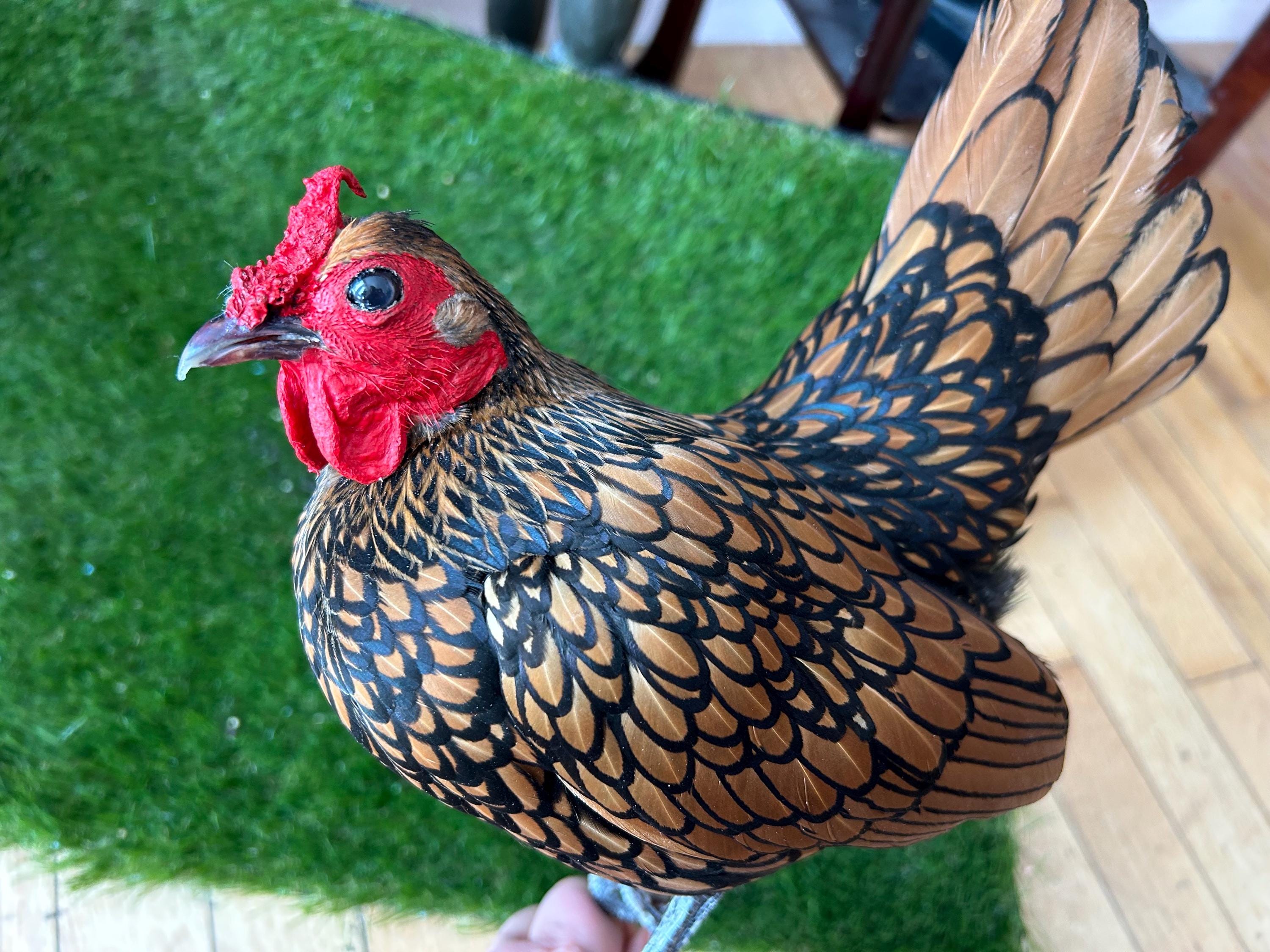Taxidermy Golden Sebright Rooster Unmounted - Etsy