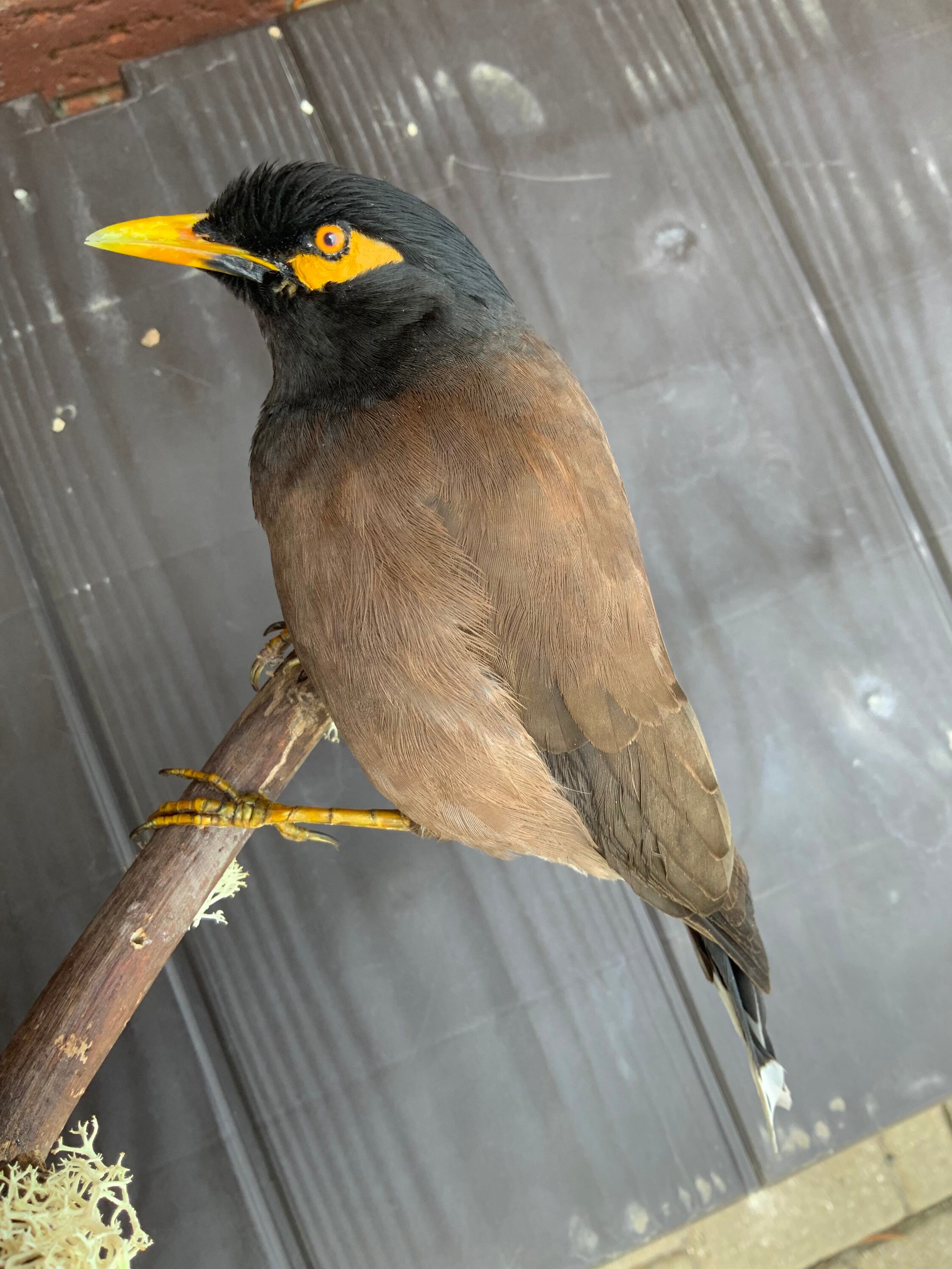 Mynah bird pet for sale 2025