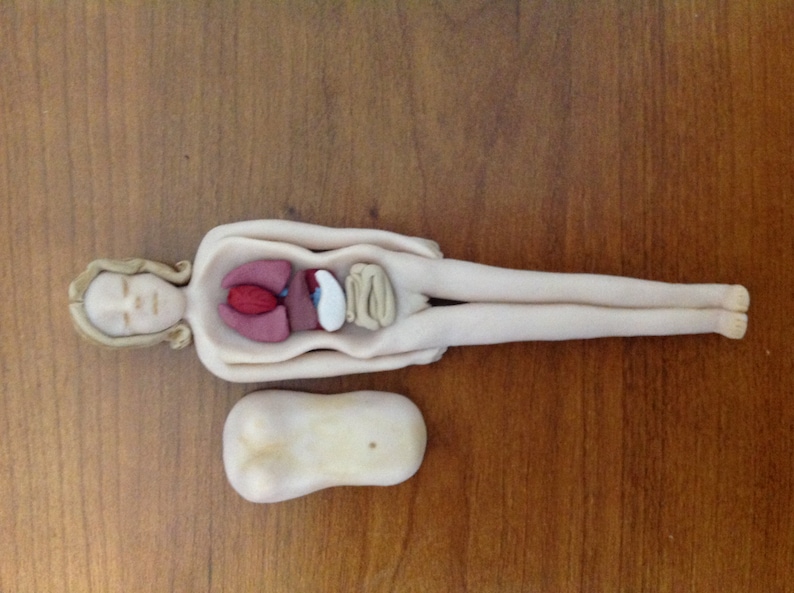 Primitive Anatomy Doll Featuring Removable Organs Etsy Canada