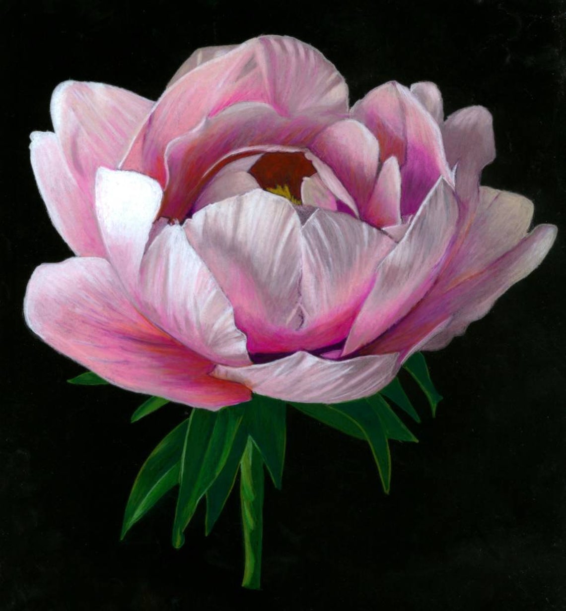 Color Pencil Drawing of Peony Print Etsy