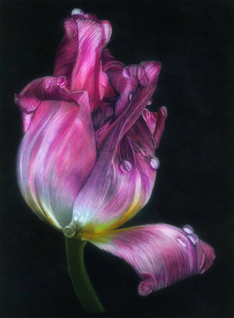 Color Pencil Drawing of Tulip Print | Etsy