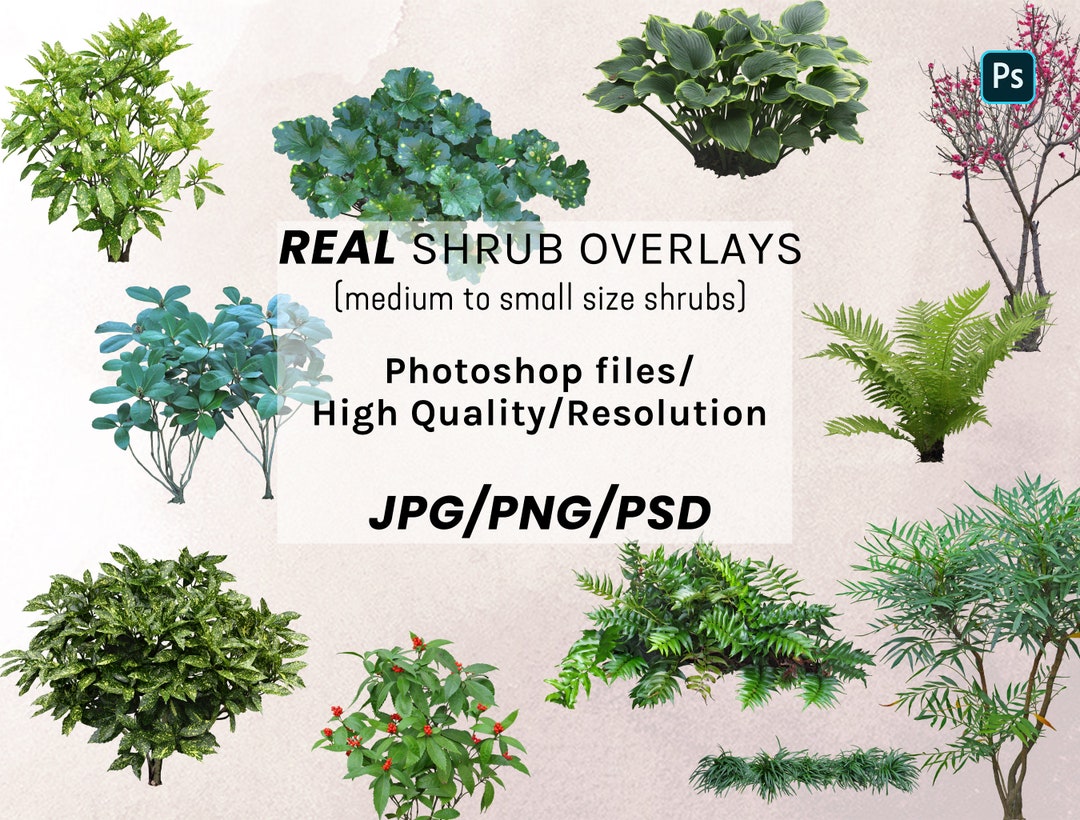 72 Real Shrub Overlays, Tree/shrub Clipart, for