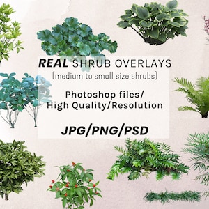 Puede incluir: Una colección de 10 imágenes digitales de alta calidad de varios arbustos, perfectas para agregar vegetación realista a tus diseños. Estas imágenes están disponibles en formatos JPG, PNG y PSD.  REAL SHRUB OVERLAYS (arbustos de tamaño mediano a pequeño) Archivos de Photoshop / Alta calidad / Resolución JPG / PNG / PSD