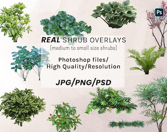 72 Shrub Photo Overlays, Photoshop Clipart (Digital Download)