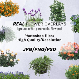 130 sovrapposizioni di fiori reali Pianificazione del giardino Clipart Render JPG PNG PSD Download istantaneo digitale ad alta risoluzione