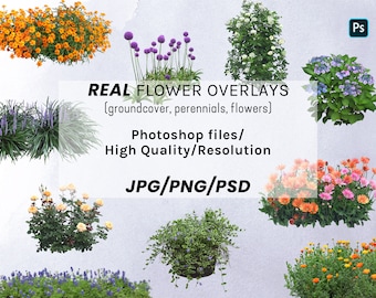 Flower Photo Overlays: Garden Clip Art, JPG PNG PSD (Digital Download)