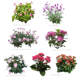 May include: A collection of six different types of flowers, including pink Torenia fournieri, purple Gomphrena globosa, pink Argyranthemum frutescens, pink Hydrangea macrophylla, red Kalanchoe blossfeldiana, and red Gomphrena globosa.