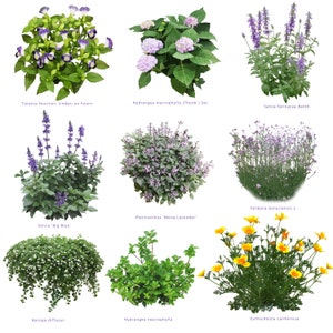 May include: A collage of nine different types of flowers, including purple Torenia fournieri, blue Salvia 'Big Blue', and yellow Eschscholzia californica.