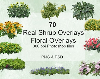 70 Real Shrub Overlays, floral clipart, JPG/PNG/PSD, High resolution, Instant Digital Download