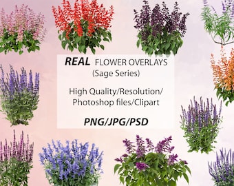 24 Real Sage Flower Photo Overlays: High Resolution JPG/PNG/PSD (Digital Downloads)