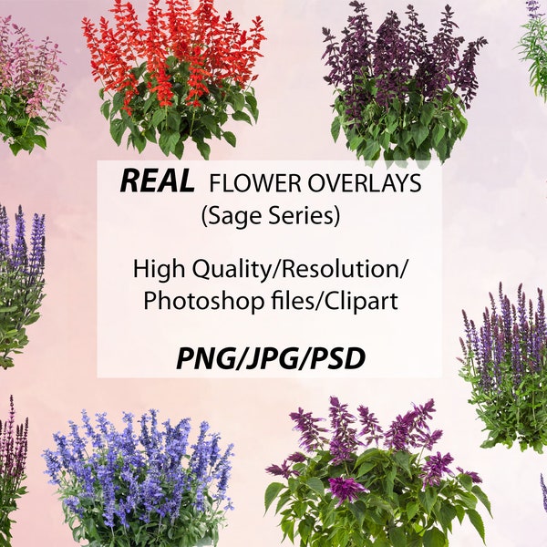 24 Real Sage Flower Overlays, JPG/PNG/PSD, High resolution, Real Flowers, Cutouts, Landscape, Overlays, Digital Downloads