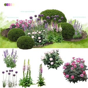 May include: A watercolor illustration of a garden design featuring a variety of flowers and shrubs. The flowers include pink roses, purple alliums, white foxgloves, and lavender. The shrubs are green and round. The text "Allium giganteum Regel", "Rosa chinensis Jacq.", and "Salvia farinacea Benth." is included in the image.