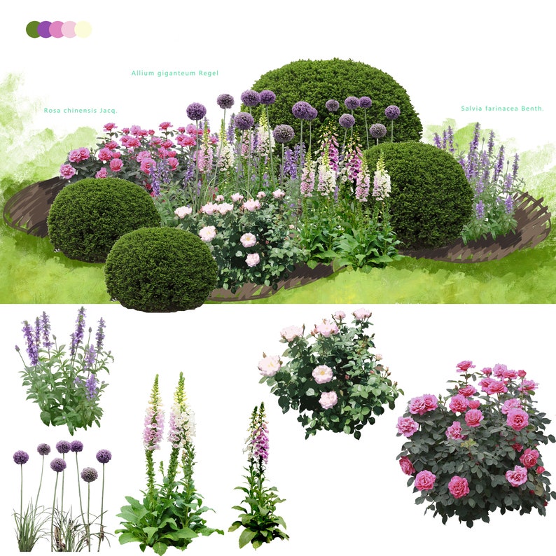 May include: A watercolor illustration of a garden design featuring a variety of flowers and shrubs. The flowers include pink roses, purple alliums, white foxgloves, and lavender. The shrubs are green and round. The text "Allium giganteum Regel", "Rosa chinensis Jacq.", and "Salvia farinacea Benth." is included in the image.