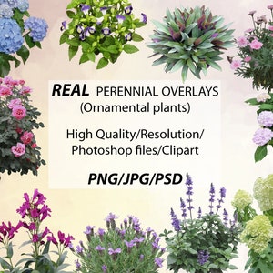 53 Superposiciones de plantas ornamentales reales, para renderizado de Photoshop/Illustrator, JPG/PNG/PSD, alta resolución/calidad, descarga digital instantánea