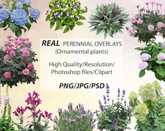 Ornamental Plants Photo Overlays, Photoshop Clipart (Digital Download)