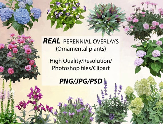 Ornamental Plants Photo Overlays, Photoshop Clipart (Digital Download)