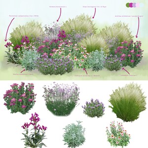 May include: A garden design featuring a variety of flowering plants, including lavender, penstemon, verbena, echinacea, and stachys. The plants are arranged in a circular pattern, with a border of grass around the edge. The design is labeled with the scientific names of the plants.