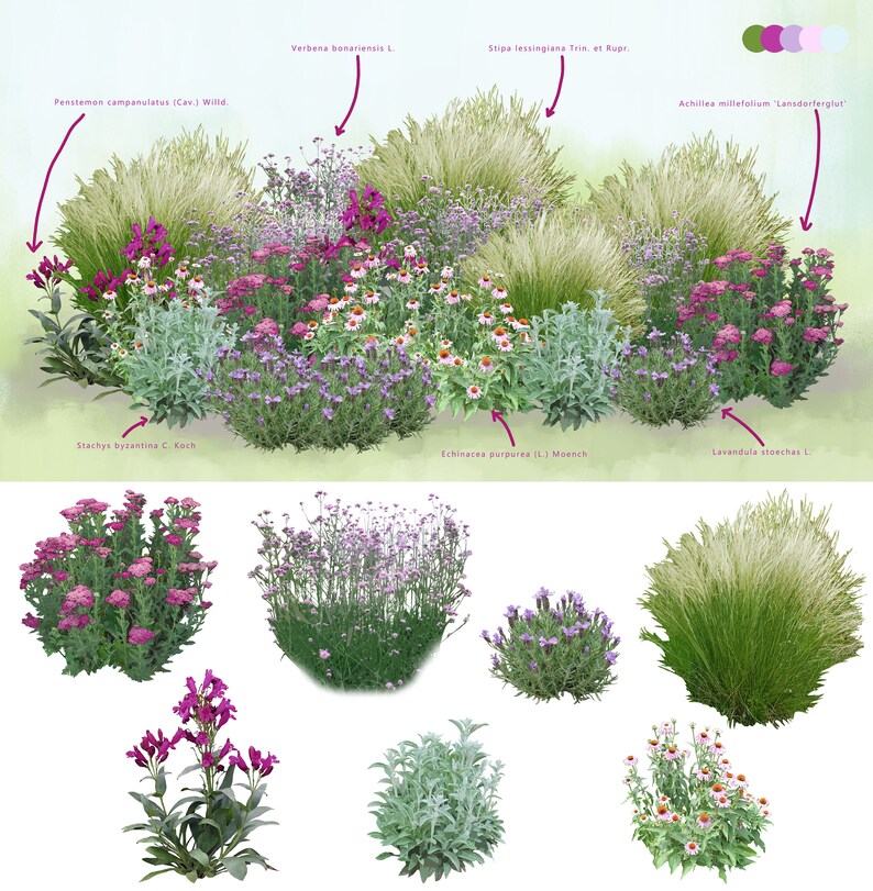 May include: A garden design featuring a variety of flowering plants, including lavender, penstemon, verbena, echinacea, and stachys. The plants are arranged in a circular pattern, with a border of grass around the edge. The design is labeled with the scientific names of the plants.