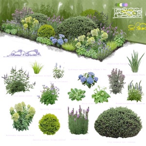 May include: A garden design plan with a variety of plants and flowers, including hydrangeas, irises, salvias, and lavender. The plan includes the names of each plant and their botanical names.