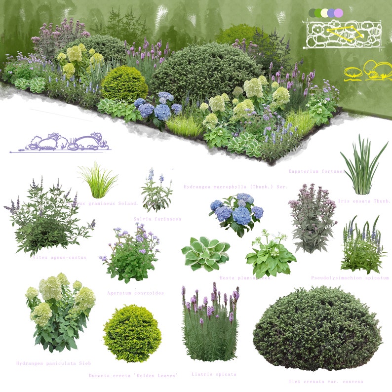 May include: A garden design plan with a variety of plants and flowers, including hydrangeas, irises, salvias, and lavender. The plan includes the names of each plant and their botanical names.