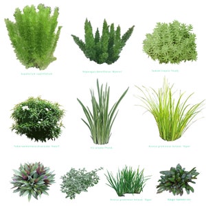 May include: A collection of ten different types of plants, including ferns, grasses, and succulents. The plants are arranged in a grid pattern on a white background. The names of the plants are listed below each image.