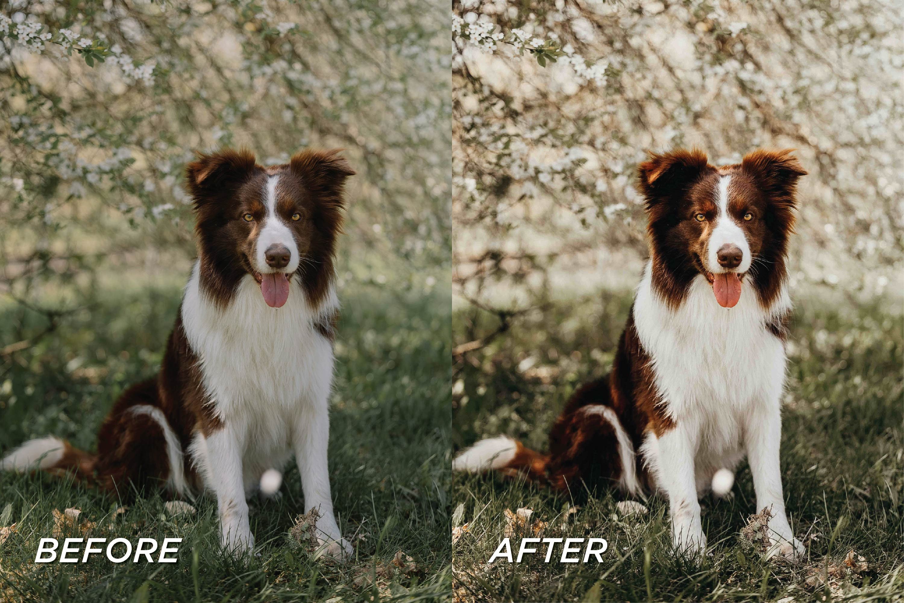 25 Pet Lightroom Presets, Dog Blogger Presets, Pet Photo Presets ...