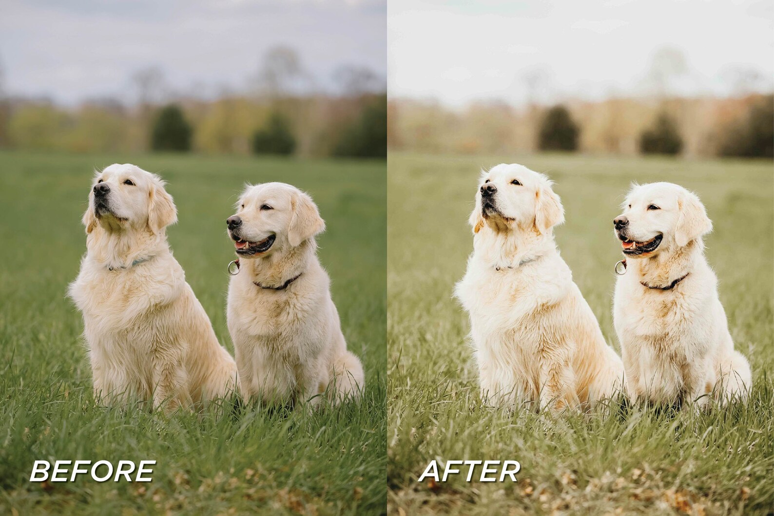 25 Pet Lightroom Presets, Dog Blogger Presets, Pet Photo Presets ...
