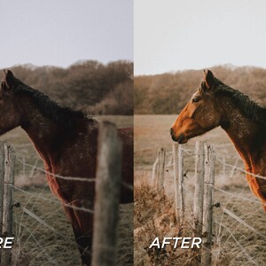 May include: A split-screen comparison showing a brown horse standing next to a wooden fence in a field. The left side displays a cooler, muted tone labeled BEFORE, while the right side shows a warmer, brighter edit labeled AFTER.