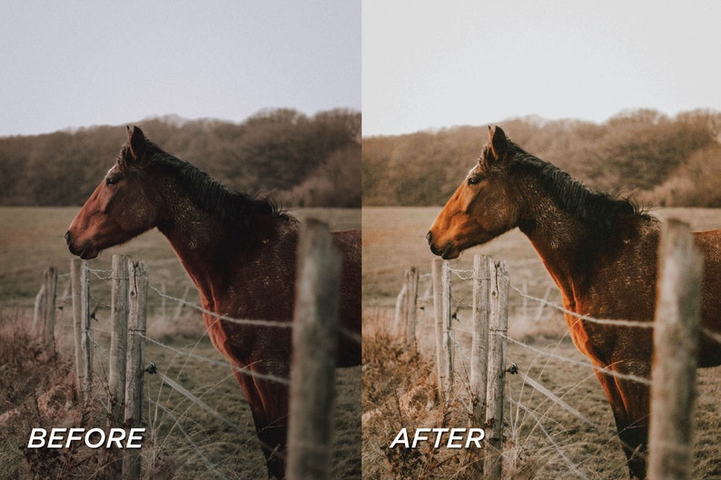 May include: A split-screen comparison showing a brown horse standing next to a wooden fence in a field. The left side displays a cooler, muted tone labeled BEFORE, while the right side shows a warmer, brighter edit labeled AFTER.