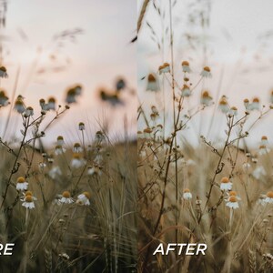 May include: A split-screen image showing a field of wildflowers before and after editing. The wildflowers have white petals and yellow centers, set against a backdrop of tall, golden grasses. The text "BEFORE" and "AFTER" are at the bottom.