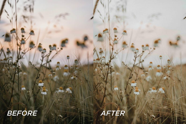 May include: A split-screen image showing a field of wildflowers before and after editing. The wildflowers have white petals and yellow centers, set against a backdrop of tall, golden grasses. The text "BEFORE" and "AFTER" are at the bottom.