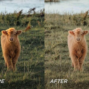May include: A fluffy, light brown Highland calf stands in a grassy field near a body of water. The calf faces the camera, with the text "BEFORE" and "AFTER" at the bottom of the image.