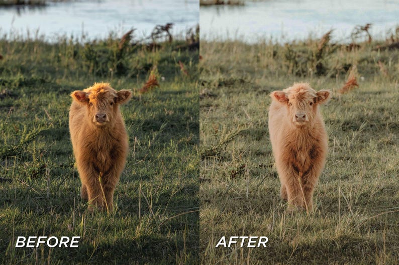 May include: A fluffy, light brown Highland calf stands in a grassy field near a body of water. The calf faces the camera, with the text "BEFORE" and "AFTER" at the bottom of the image.