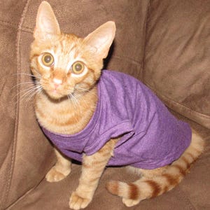 Puede incluir: Un gato atigrado naranja con una camiseta morada. El gato está sentado sobre una superficie marrón y mirando directamente a la cámara. El pelaje del gato es una mezcla de rayas naranjas y blancas.