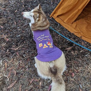 Large fluffy Husky laying down on a nature trail wearing a purple camping dog shirt for dogs