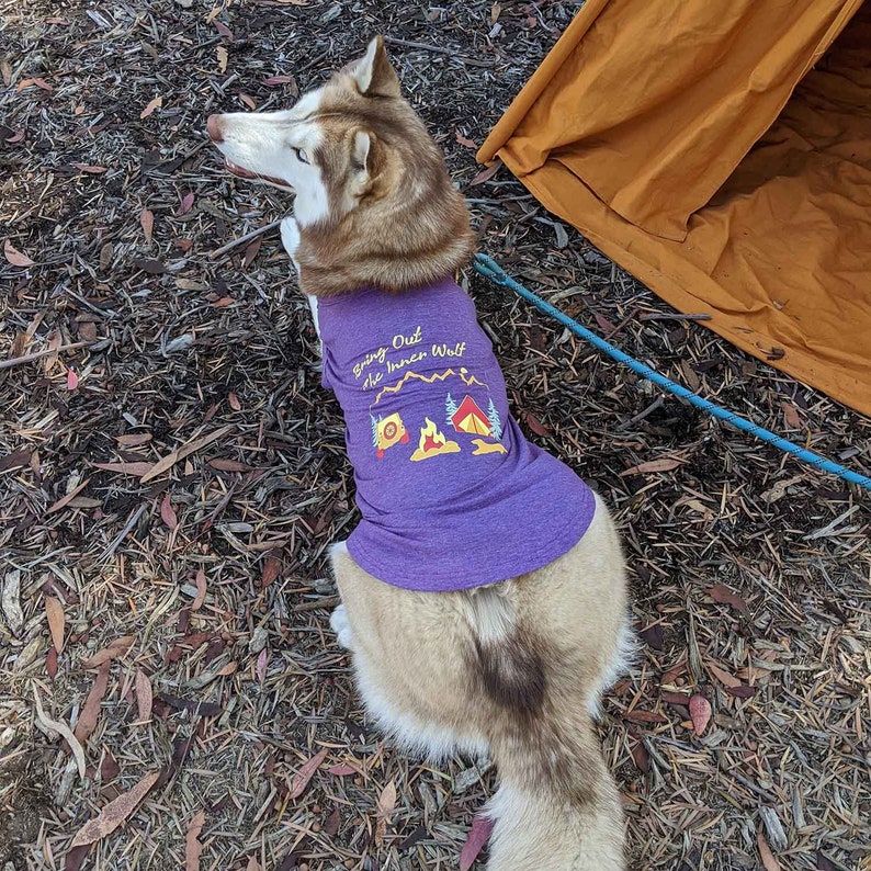 Large fluffy Husky laying down on a nature trail wearing a purple camping dog shirt for dogs