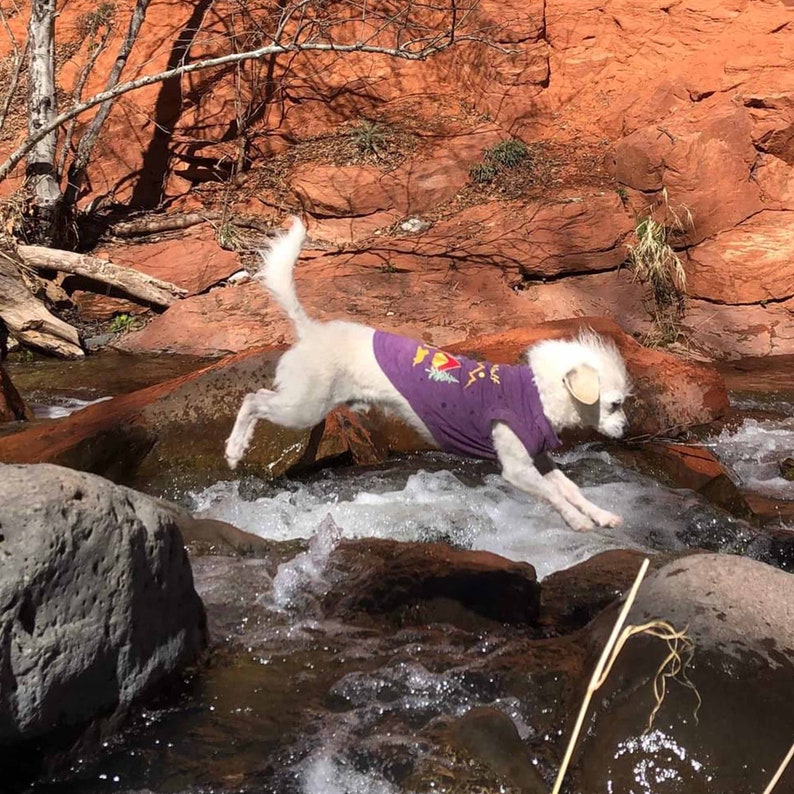 Little dog jumping over a stream in a purple dog shirt for dogs