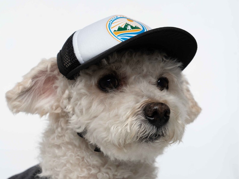 A small dog modeling a trucker hat for dogs. The dog hat is black and has a Fetch the Sun logo printed on it. The hat is made by PupLid and has a chin strap.