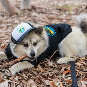 Dog laying in the leaves with a stick in his mouth. He is wearing a black dog trucker hat printed with a Fetch The Sun three color logo.