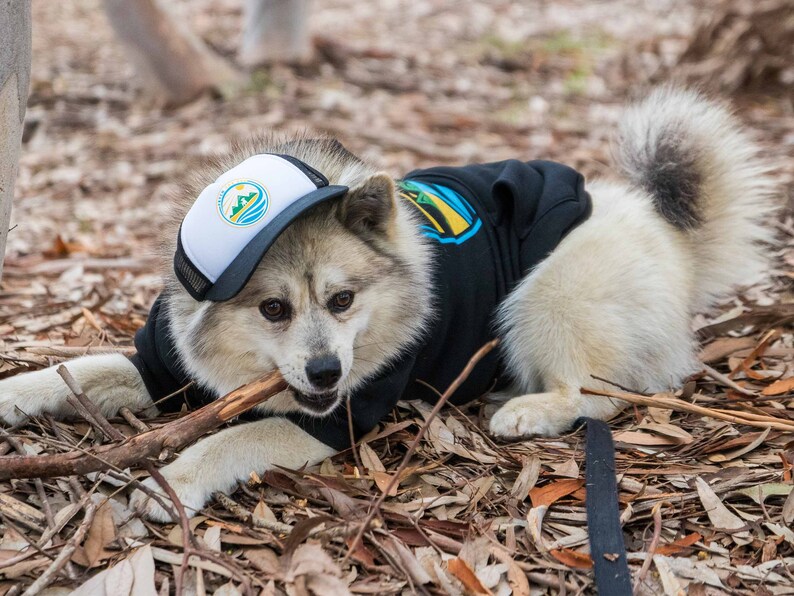 Dog laying in the leaves with a stick in his mouth. He is wearing a black dog trucker hat printed with a Fetch The Sun three color logo.