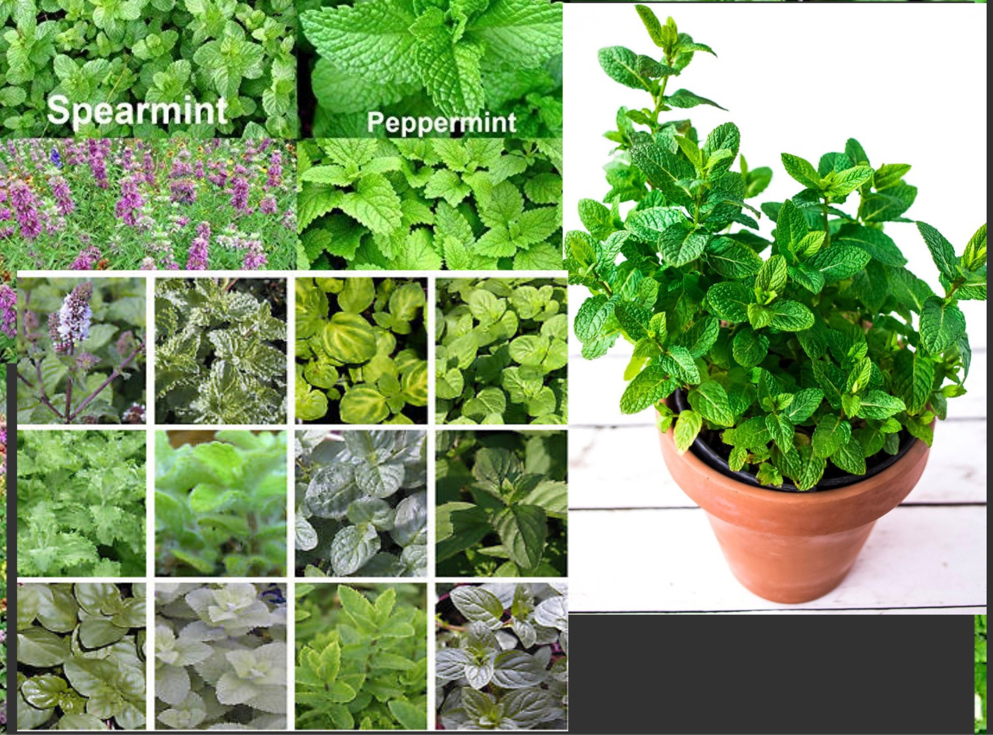 Combo 6 Mint Plant Peppermint Plant Double Mint Plant Lemon Balm Chocolate Mint Mountain Mint Pineapple Mint Plant In 4in Pot Full Grow Home Kitchen Evertribehq Handmade Products