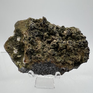 May include: A natural mineral specimen with a rough, textured surface. The rock features a mix of dark green, brown, and black colors, with a bubbly, almost coral-like texture. It is displayed on a clear acrylic stand, showcasing its unique geological features.