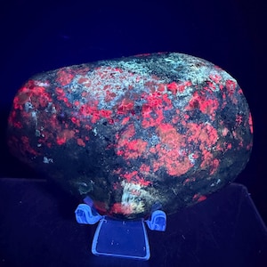 Peut inclure: Un spécimen de roche arrondie présentant des taches fluorescentes rouge vif et cyan brillant sur sa surface sombre et texturée. La pierre est placée sur un support de présentation en plastique transparent, éclairée sous une lumière ultraviolette.