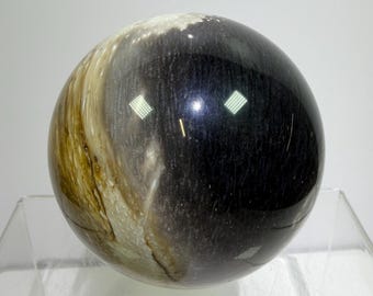 化石化したヤシの根の木の化石と玉髄の水晶球 インドネシア 618 グラム