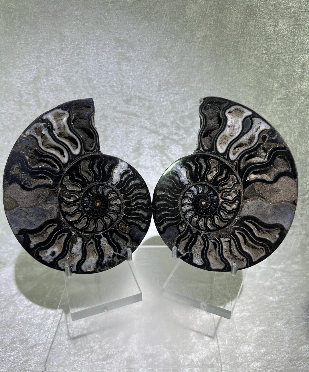 Coppia Di Fossili Naturali - Fette Di Ammonite E Conchiglia In Druza Di Madagascar - Pietre Specifiche E Da Collezione