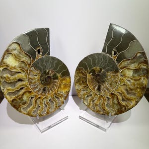May include: Two polished ammonite fossils, each cut in half, revealing intricate internal chambers. The fossils display a spiral pattern with shades of brown, yellow, and gray, mounted on clear acrylic stands. The overall theme is natural history and geology.