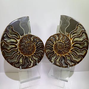 May include: Two polished ammonite fossils displayed on clear acrylic stands. Each fossil features a spiral shell pattern with deep brown, amber, and grey tones, showcasing intricate internal chambers and white mineralized septa lines throughout.
